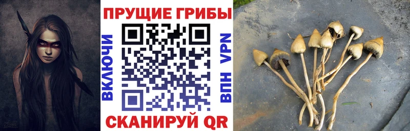 Псилоцибиновые грибы Cubensis  Купить закладки  Далматово 